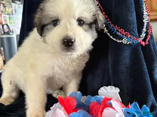 Great Pyrenees dogs America - Ad 26