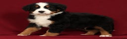 Bernese Mountain Dog dogs for sale: Clay - Ad 4