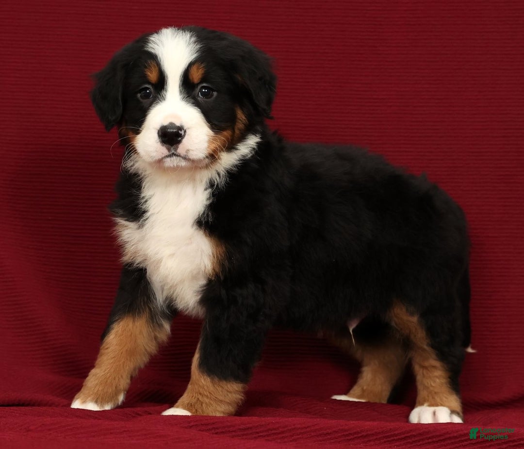 Bernese Mountain Dog dogs for sale: Clay - Ad 4