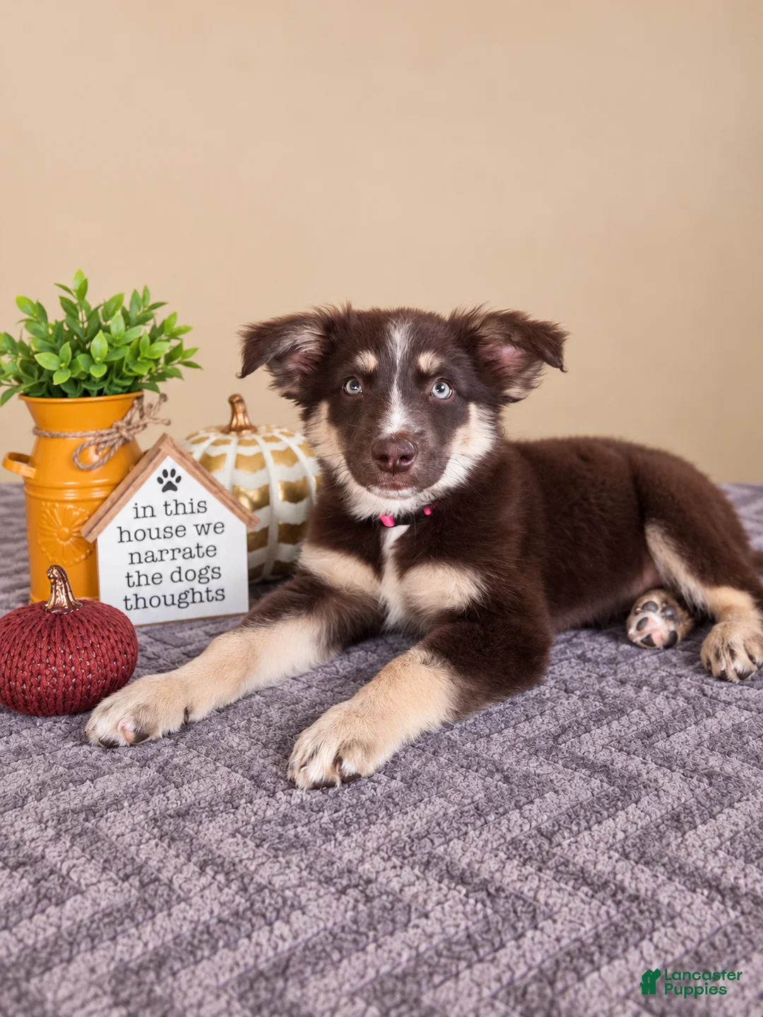 Australian Shepherd dogs for sale: Winnie - Ad 3
