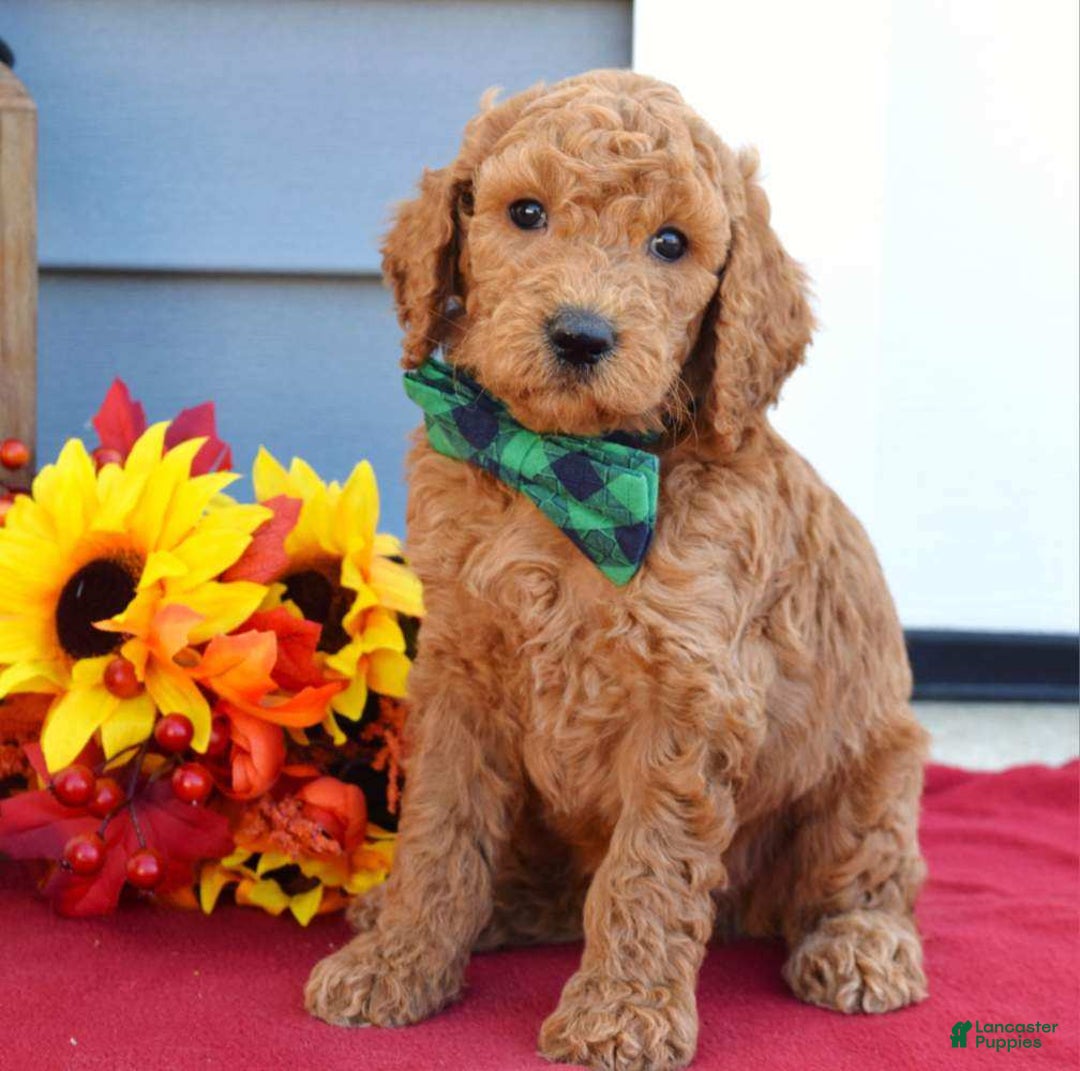 Standard Poodle dogs for sale: Maverick  - Ad 7