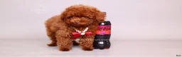 Toy Poodle dogs for sale: Erling teacup brown b-b - Ad 3