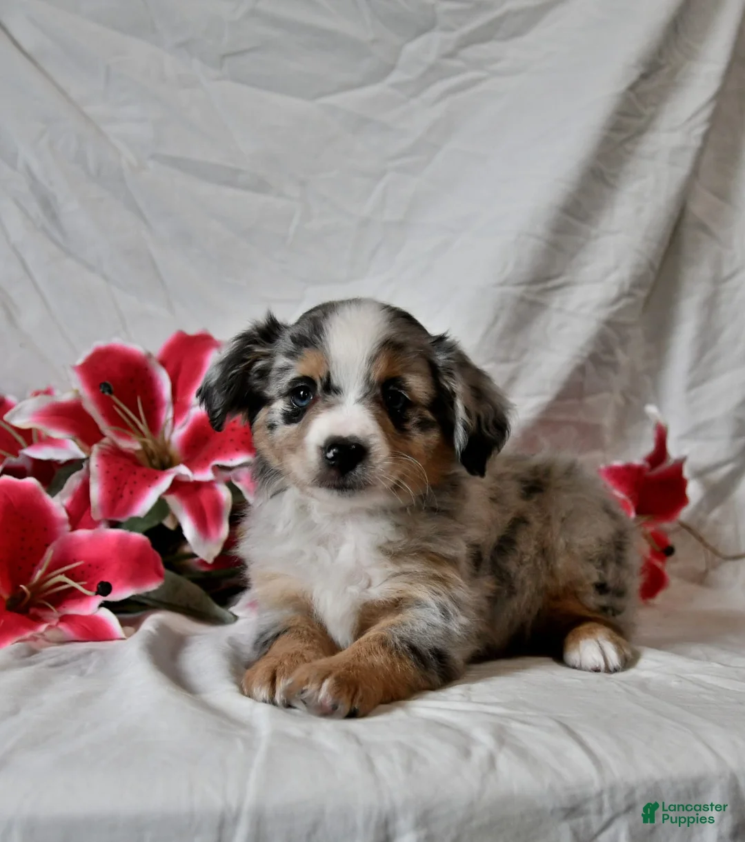 Gallery Image {{count}}