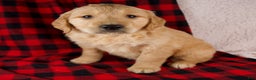 Golden Retriever dogs for sale: Theo - Ad 7