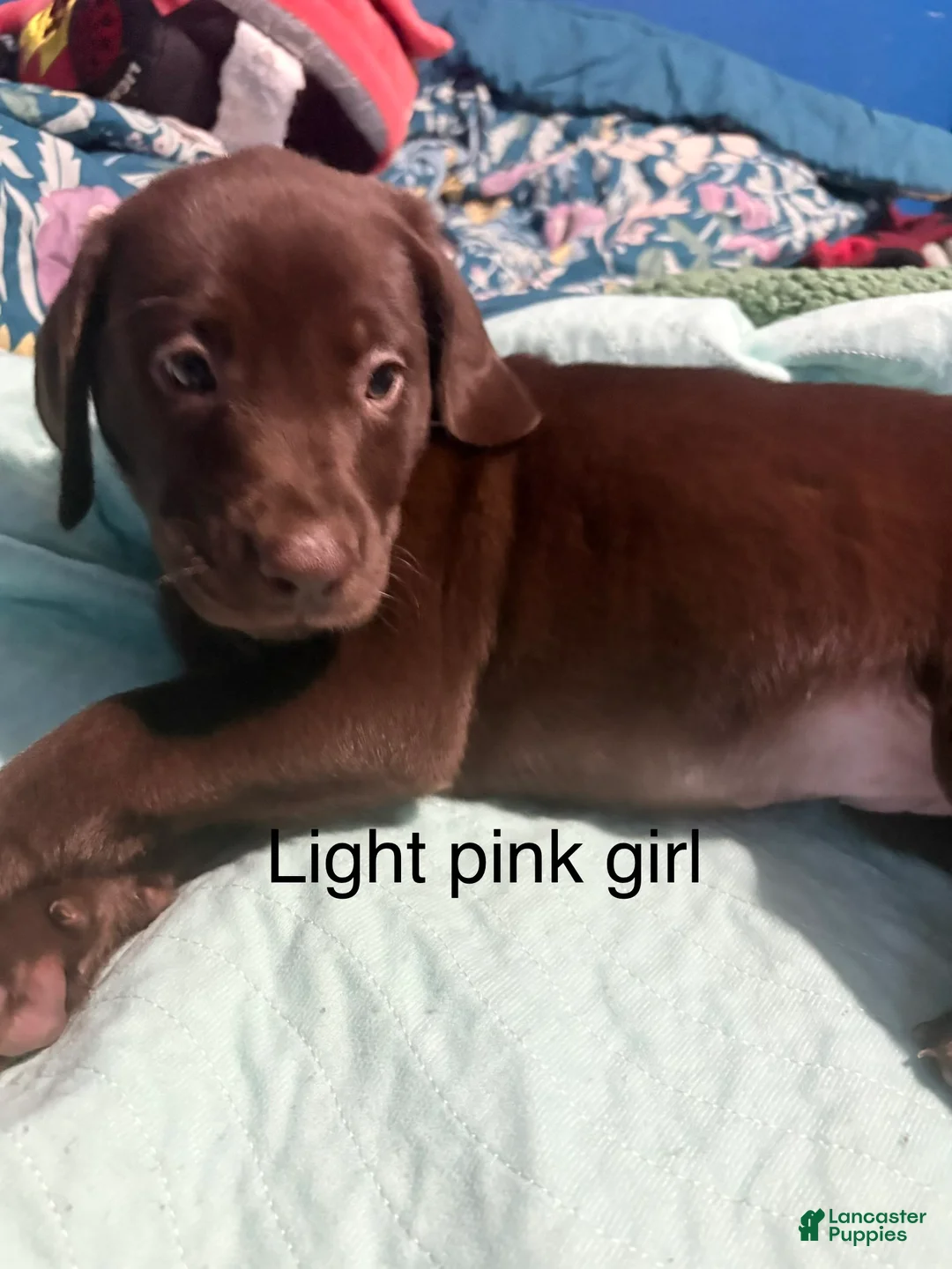 Labrador Retriever dogs for sale: Labrador Retriever 9 - Ad 2