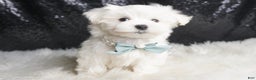 Maltese dogs for sale: Leo - Ad 5
