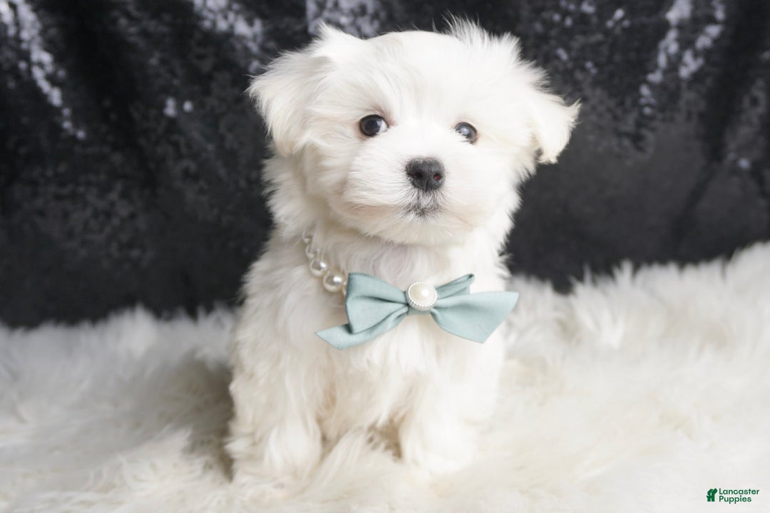 Maltese dogs for sale: Leo - Ad 5