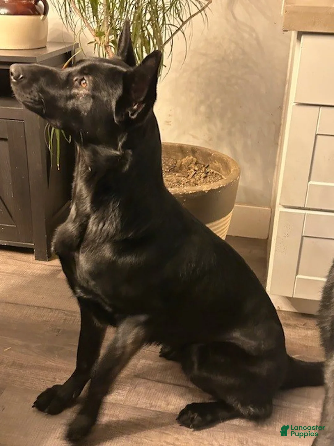 German Shepherd dogs for sale: German Shepherd Puppy 1 - Ad 5