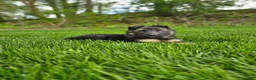 German Shepherd dogs for sale: Bruno - Ad 2
