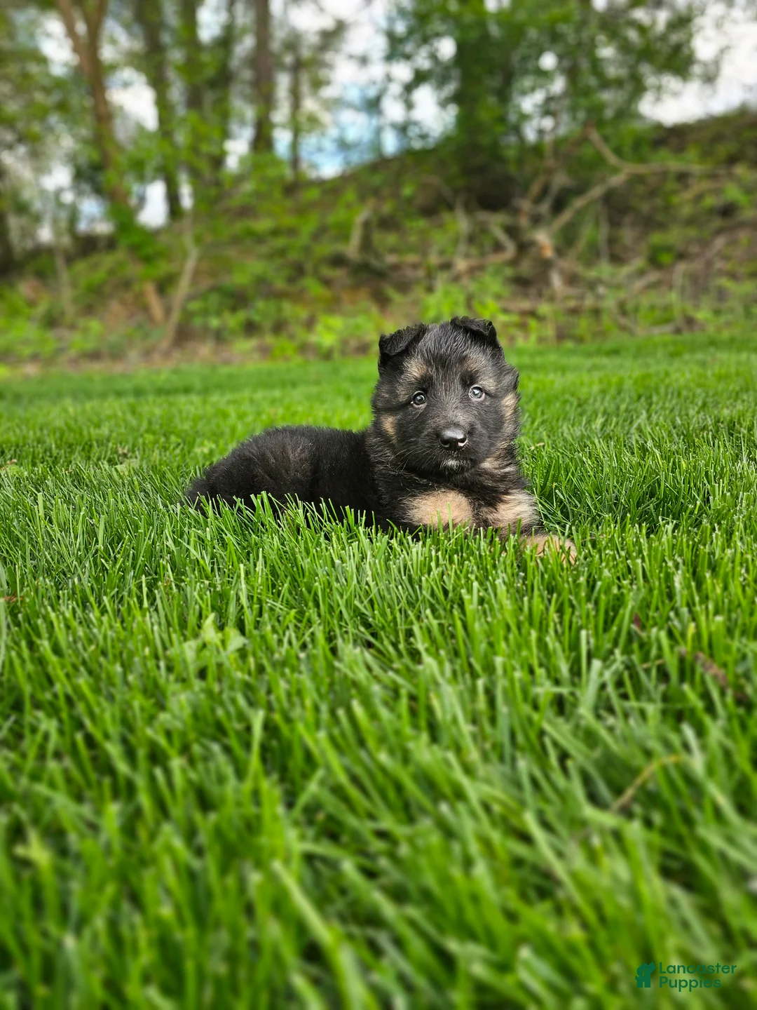 German Shepherd dogs for sale: Bruno - Ad 2