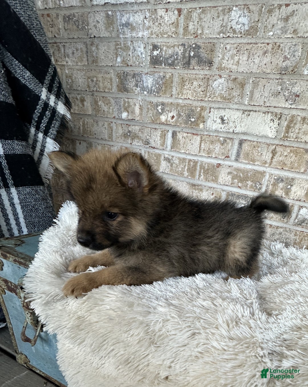 Pomsky dogs for sale: Conrad - Ad 2