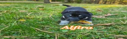 Gerberian Shepsky dogs for sale: Alfira  - Ad 1