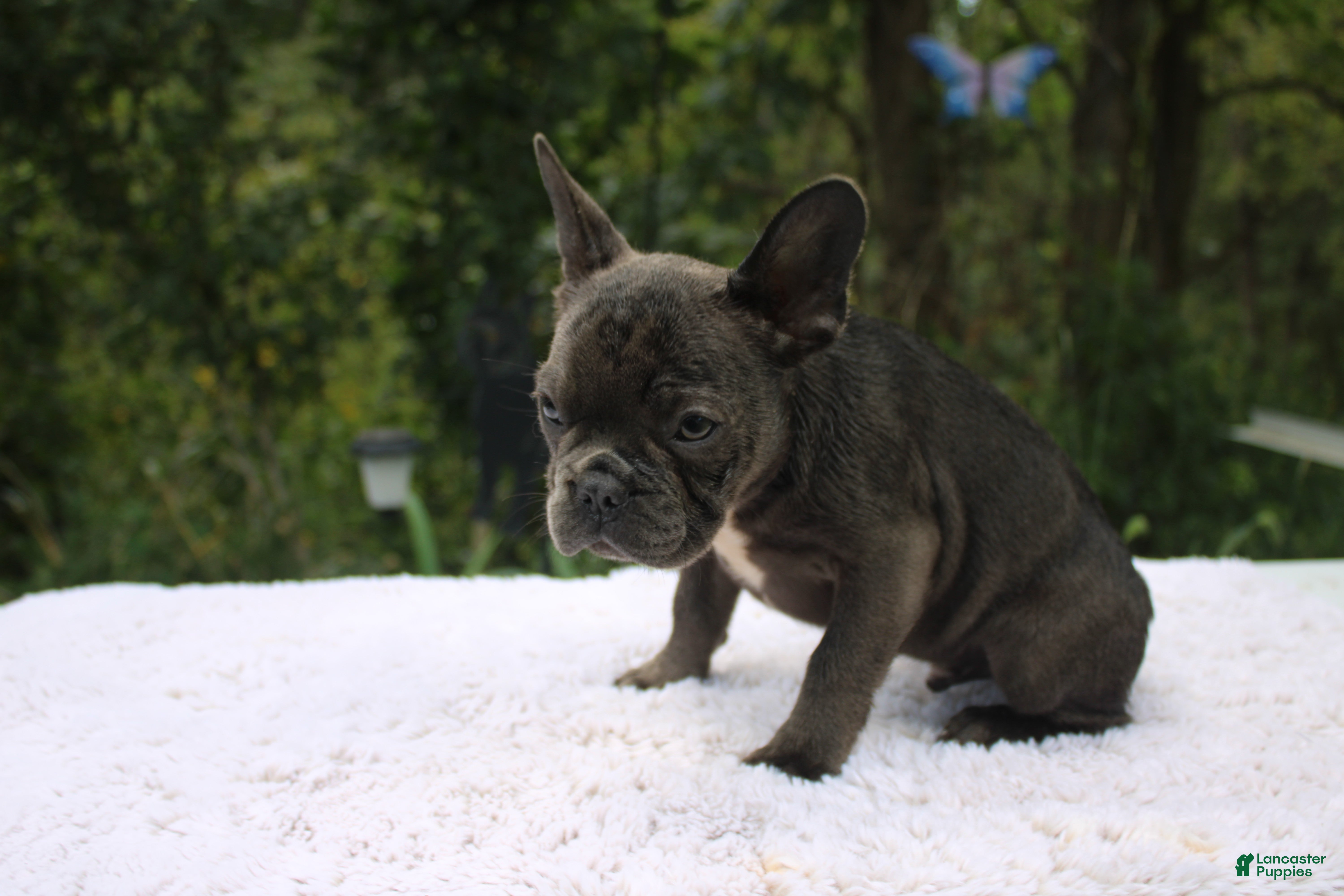 French Bulldog dogs KERMIT- FLUFFY CARRIER (bottle baby) - Ad 2