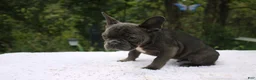 French Bulldog dogs for sale: KERMIT- FLUFFY CARRIER (bottle baby) - Ad 2