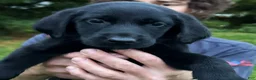 Labrador Retriever dogs for sale: Labrador Retriever 1 - Ad 10