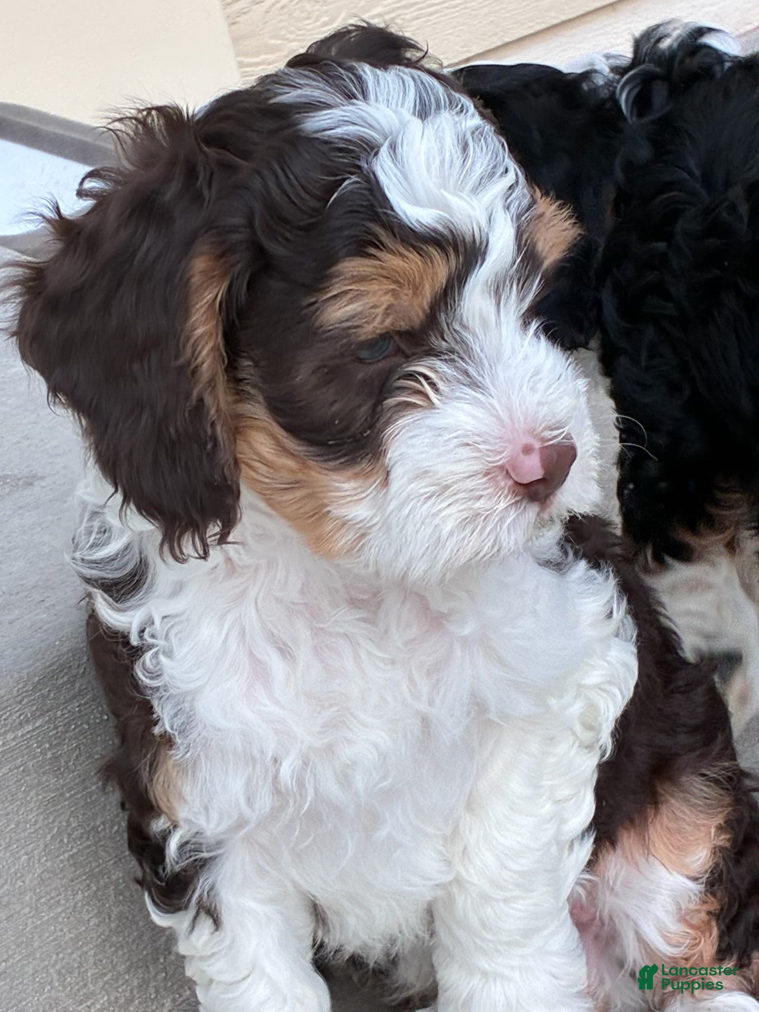 Mini Bernedoodle dogs Charlie - Ad 2