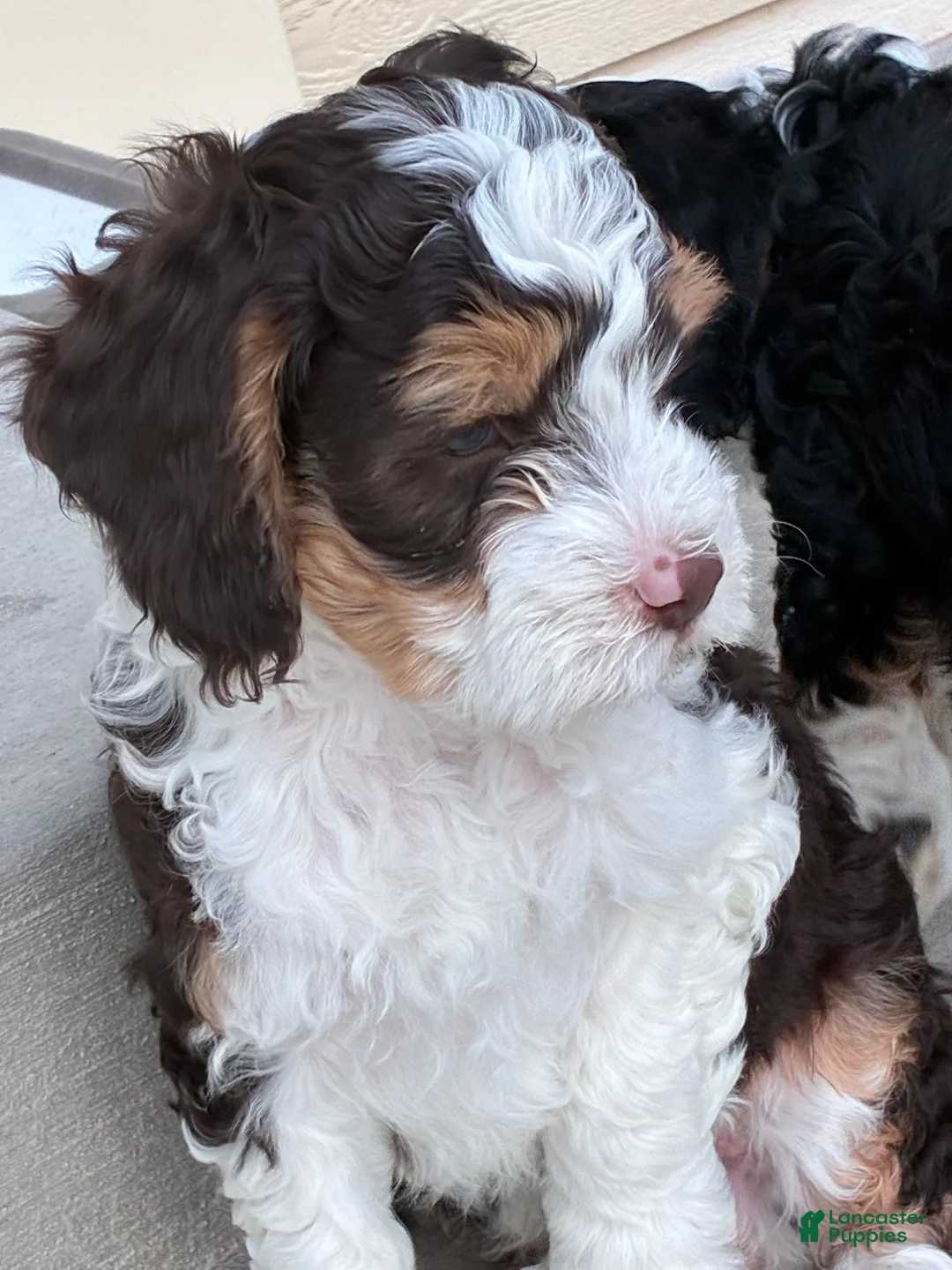 Mini Bernedoodle dogs for sale: Charlie - Ad 2
