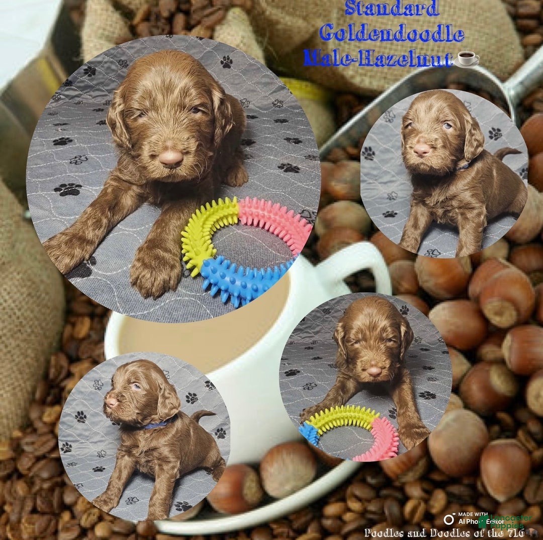 Goldendoodle dogs for sale: Hazelnut  - Ad 1
