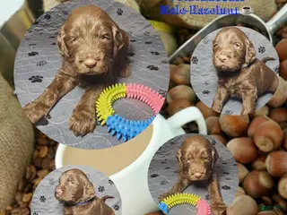 Goldendoodle dogs Hazelnut - Ad 36
