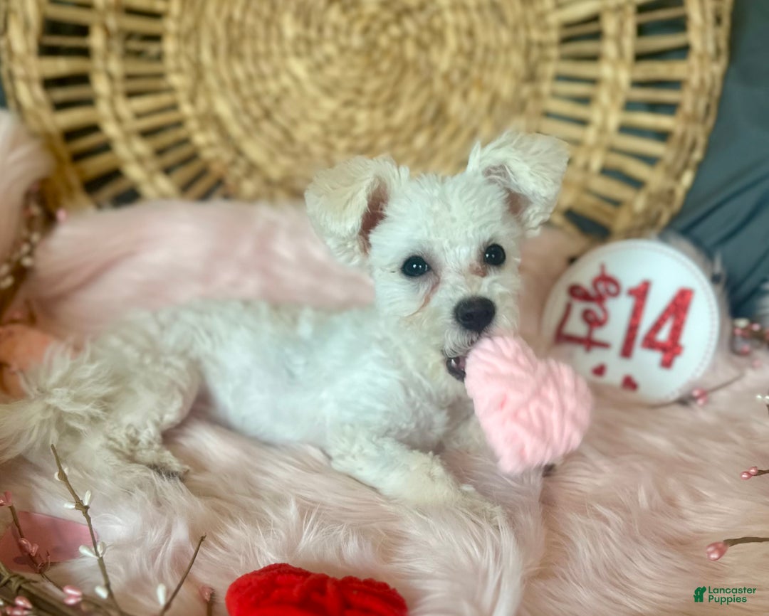 Maltipoo dogs for sale: Mopsie - Ad 1