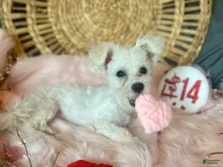 Maltipoo dogs Mopsie - Ad 5