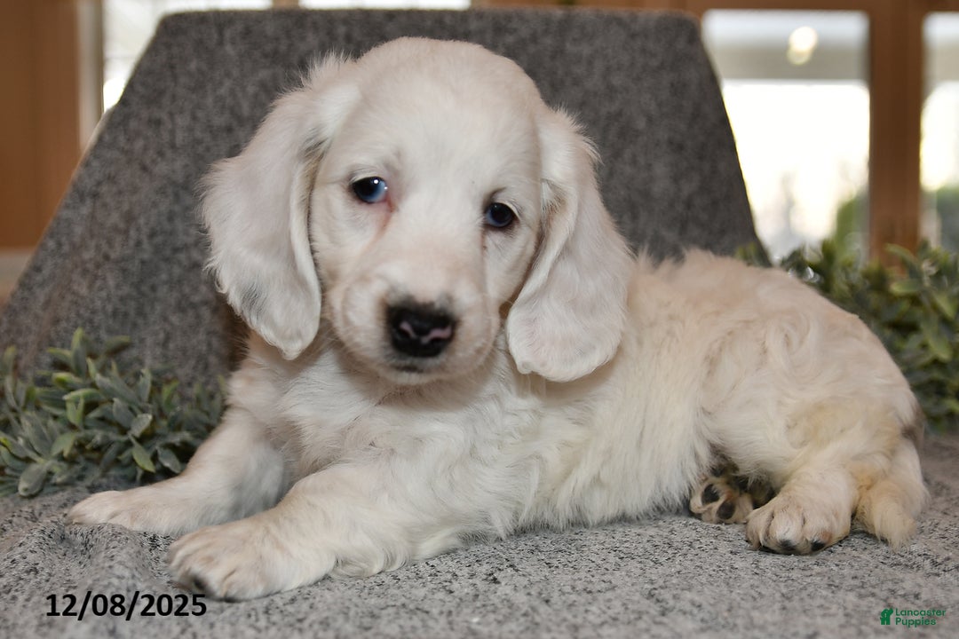 Miniature Dachshund dogs for sale: Noelle - Ad 2