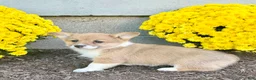Welsh Corgi Pembroke dogs for sale: Sally - Ad 3