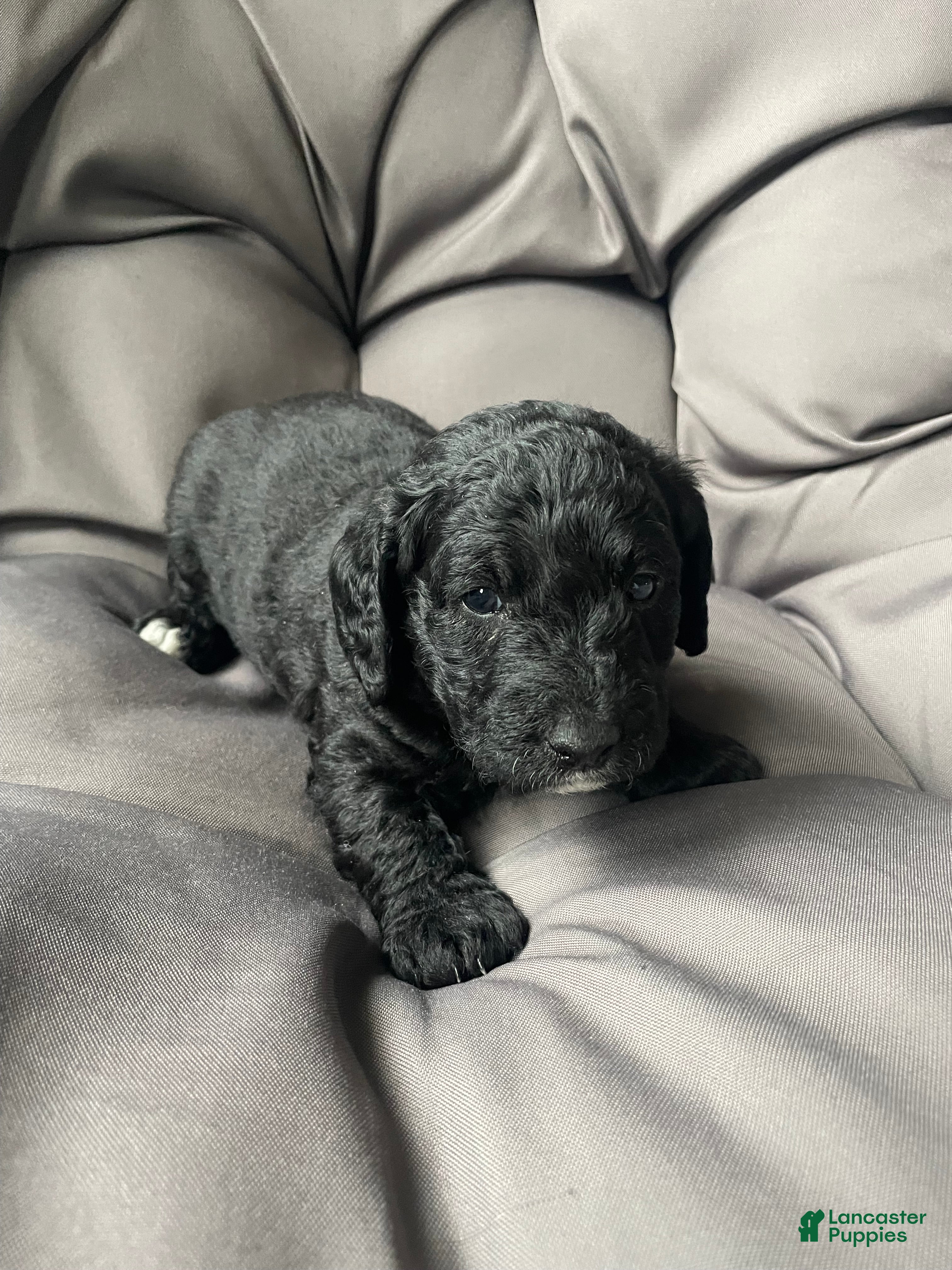 Labradoodle dogs Sailor - Ad 1