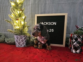 Miniature Dachshund dogs Jackson - Ad 39