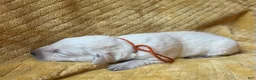 Labrador Retriever dogs for sale: Pete - Ad 2
