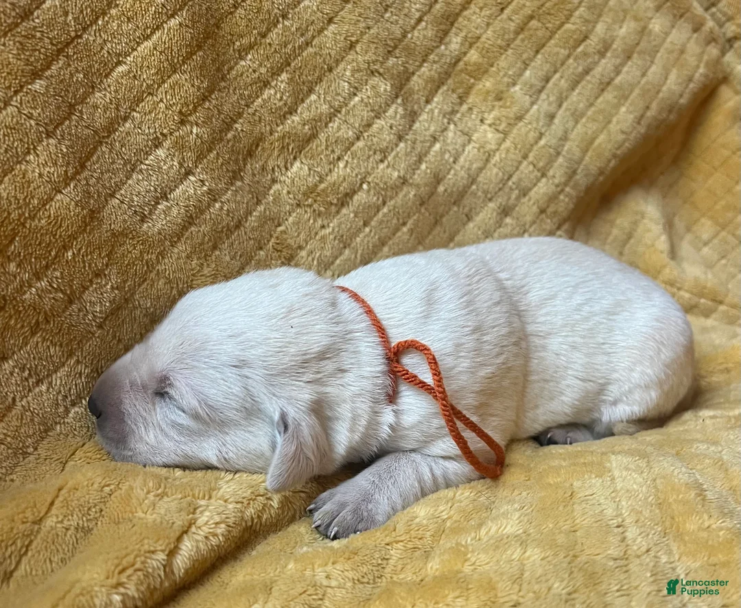 Labrador Retriever dogs for sale: Pete - Ad 2