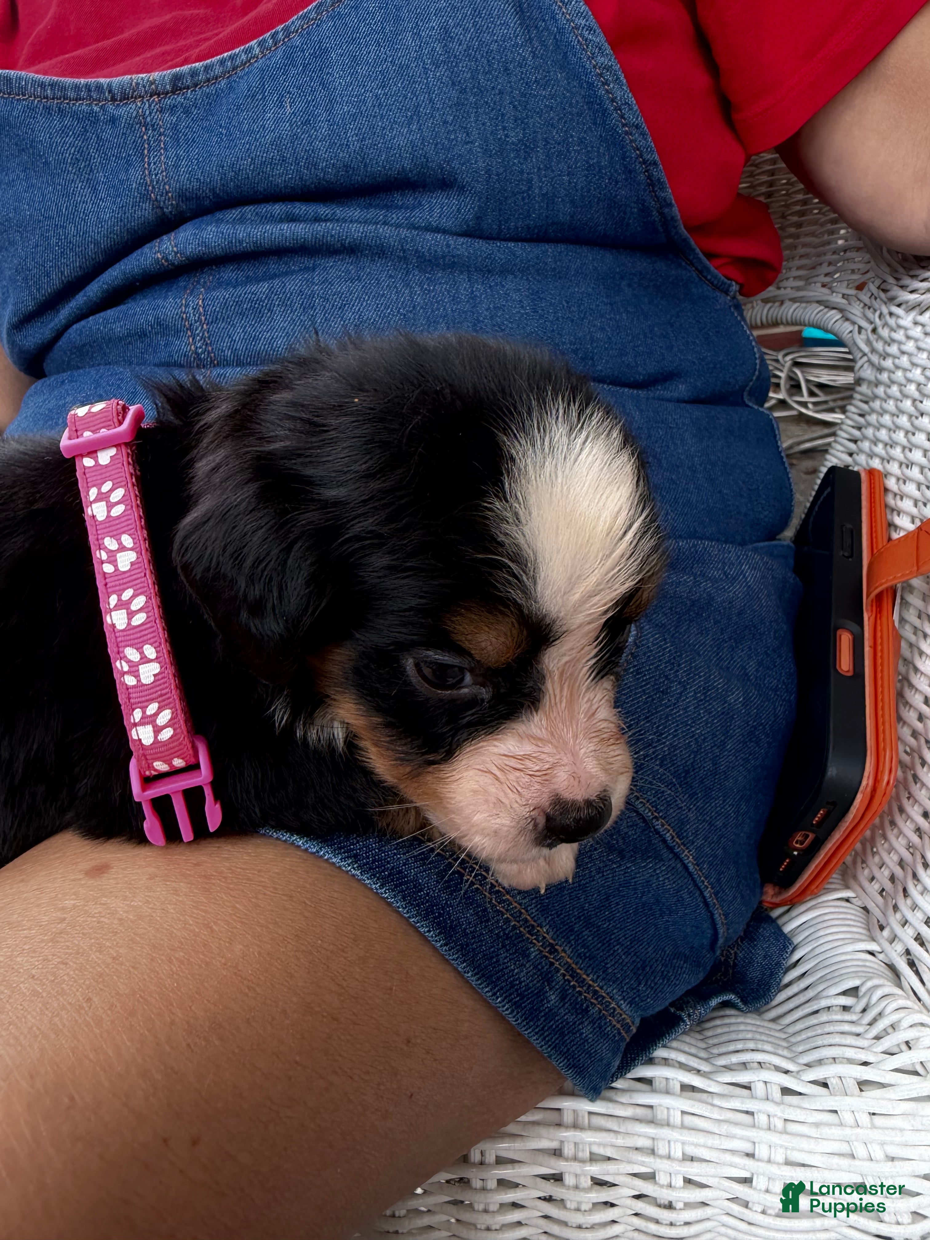 Bernese Mountain Dog dogs Bernese Mountain Dog 6. Purple collar  - Ad 1