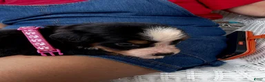 Bernese Mountain Dog 6. Purple collar 