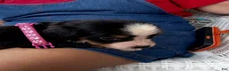 Bernese Mountain Dog dogs for sale: Bernese Mountain Dog 6. Purple collar  - Ad 1