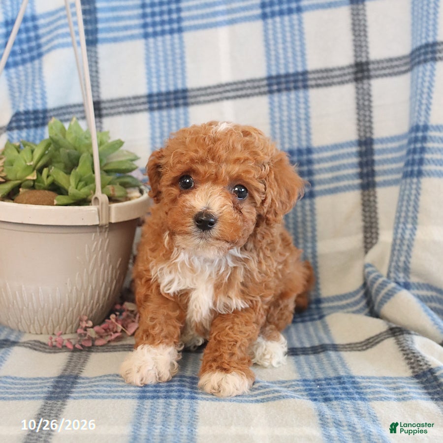 Toy Poodle dogs for sale: Jasper - Ad 2