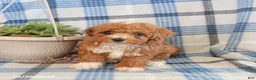 Toy Poodle dogs for sale: Jasper - Ad 2