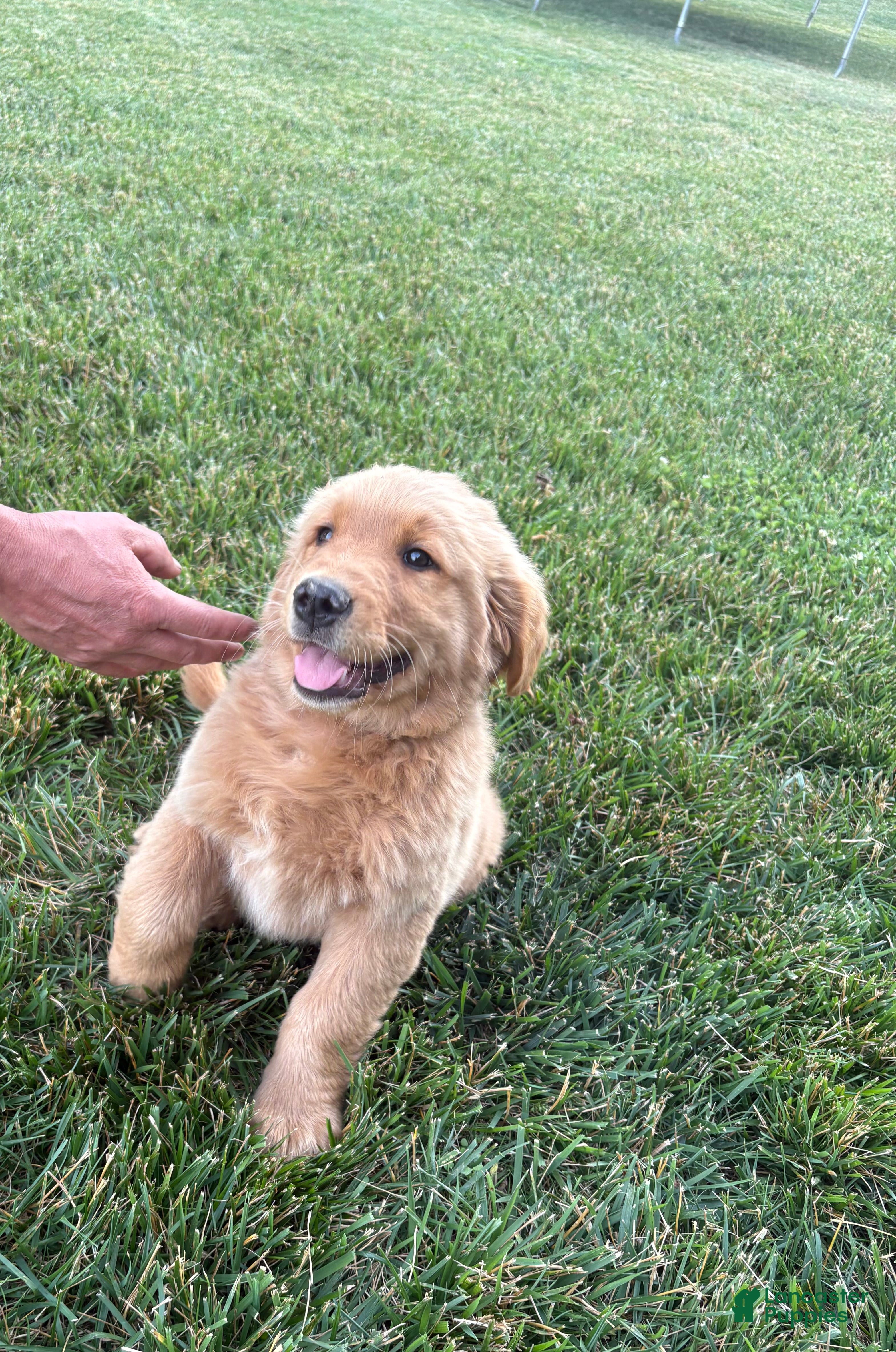 Golden Retriever dogs Bluey - Ad 2