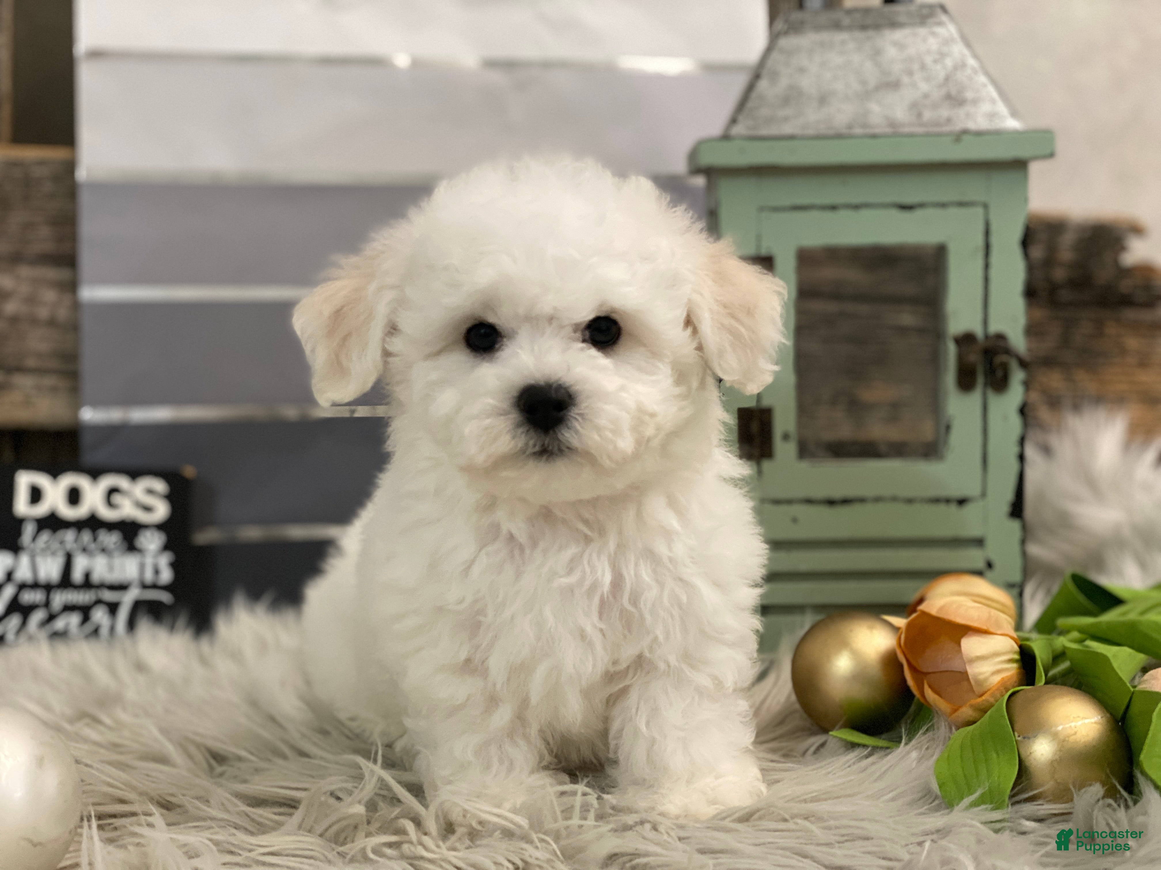 Bichon Frise dogs Ewing - Ad 34