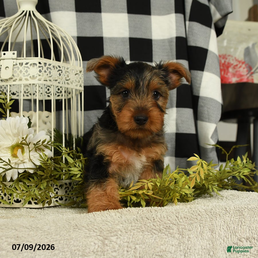 Yorkshire Terrier dogs Avalon - Ad 1