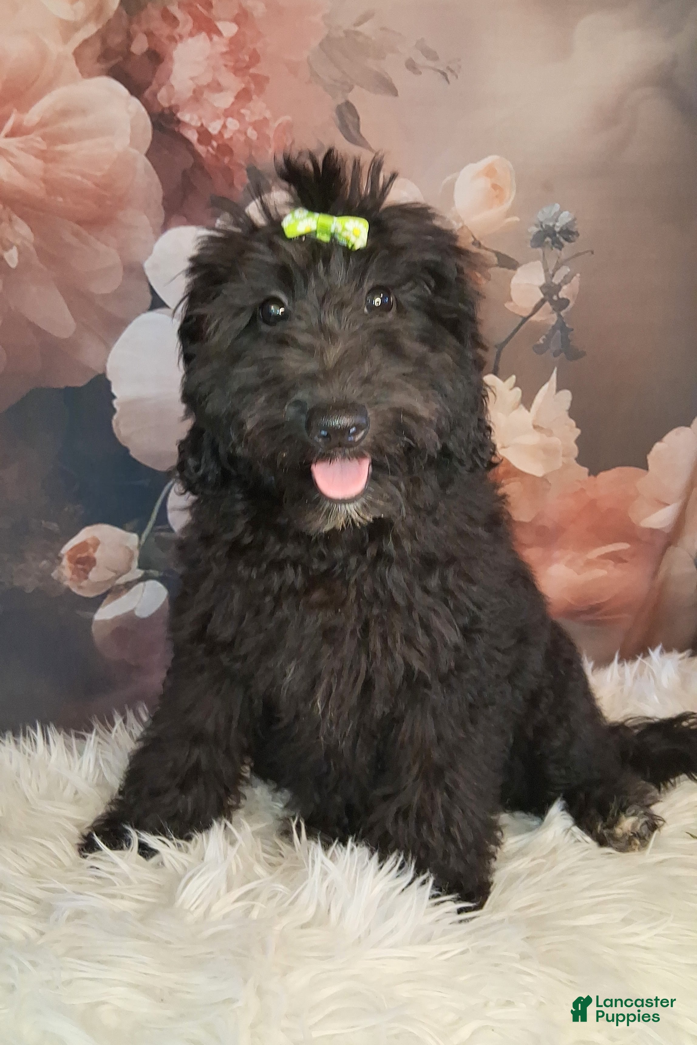 Mixed Breed dogs Bella - Ad 10