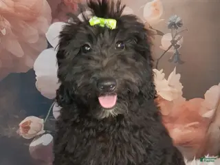 Mixed Breed dogs Bella - Ad 10