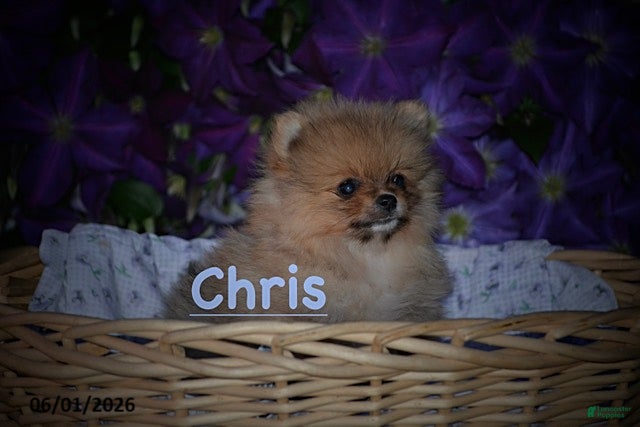 Pomeranian dogs Chris - Ad 1