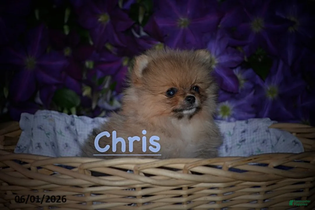 Pomeranian dogs for sale: Chris - Ad 1