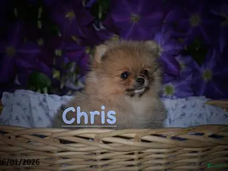 Pomeranian dogs for sale: Chris - Ad 1