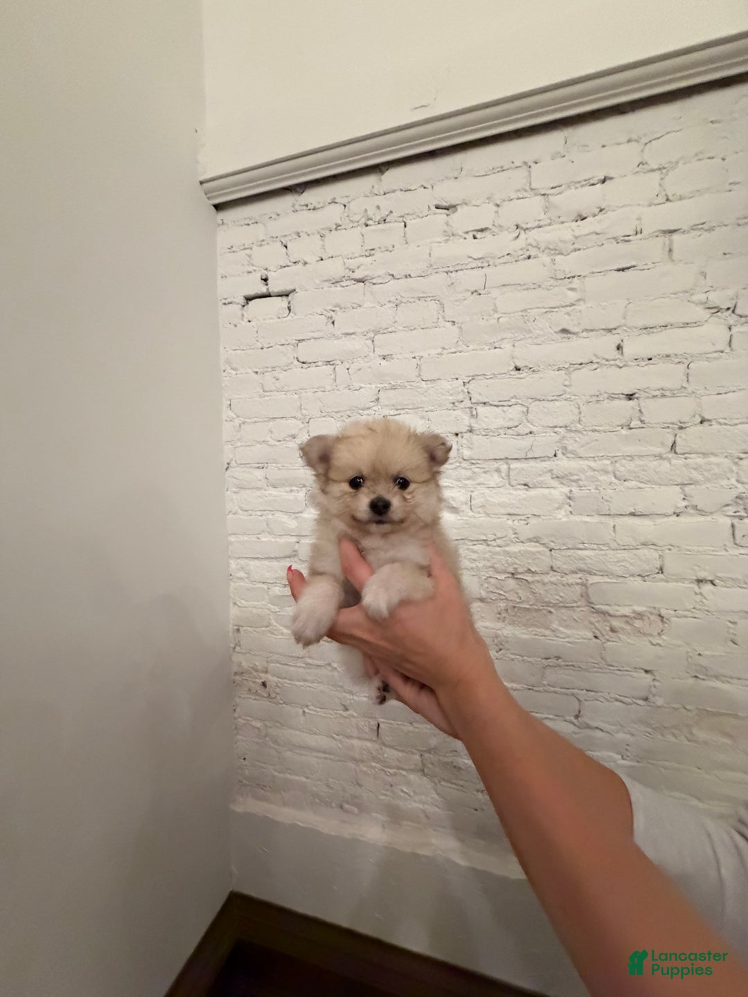 Pomeranian dogs for sale: Maxamillion  - Ad 1