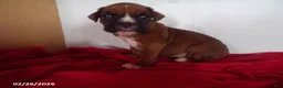 Boxer dogs for sale: Cooper - Ad 4