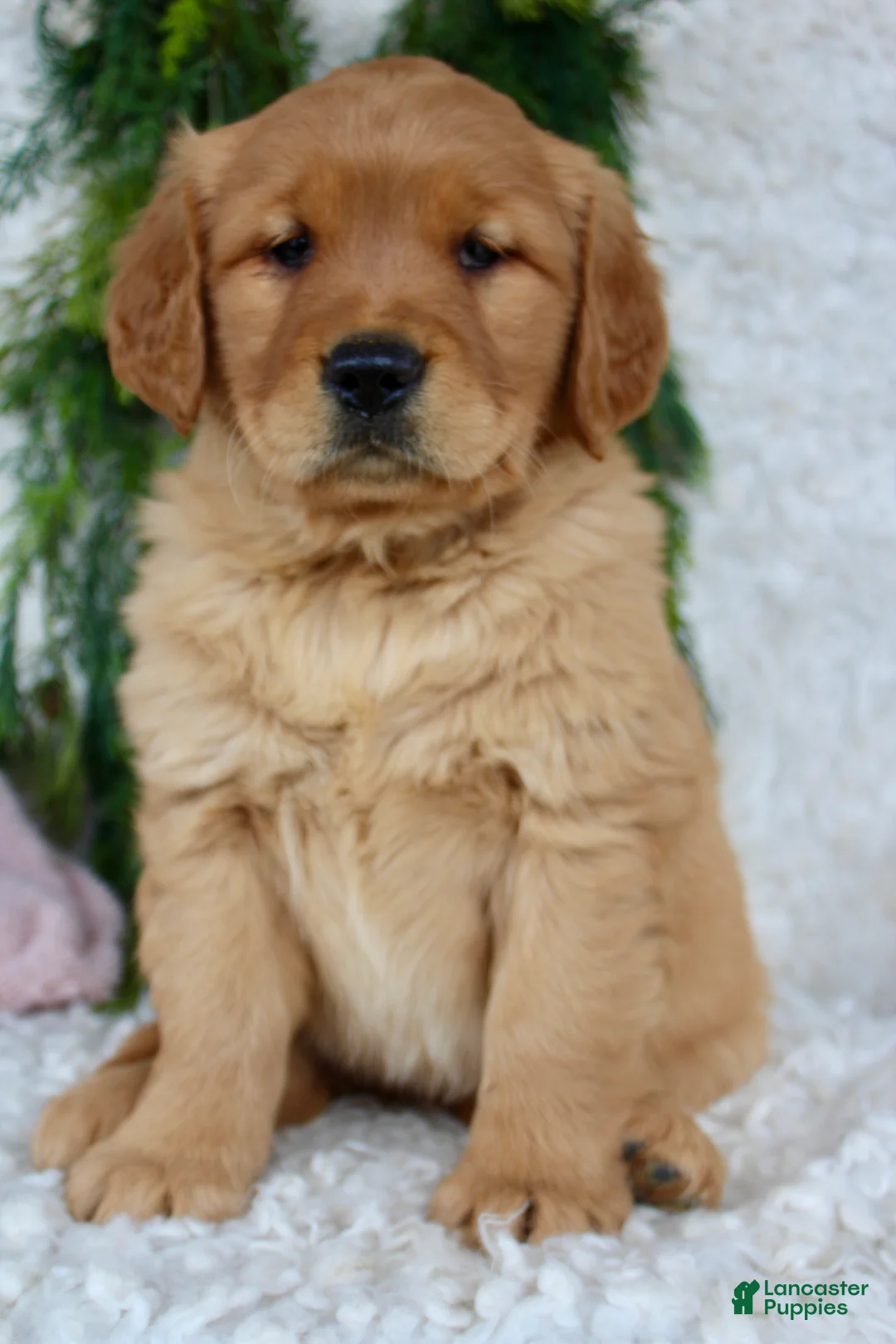 Golden Retriever dogs for sale: Golden Retriever Puppy 1 - Ad 10