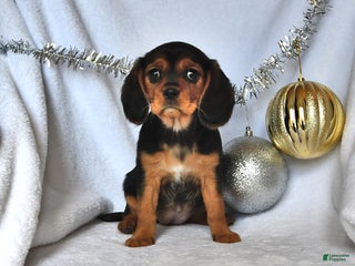 Beaglier dogs - Ad 3