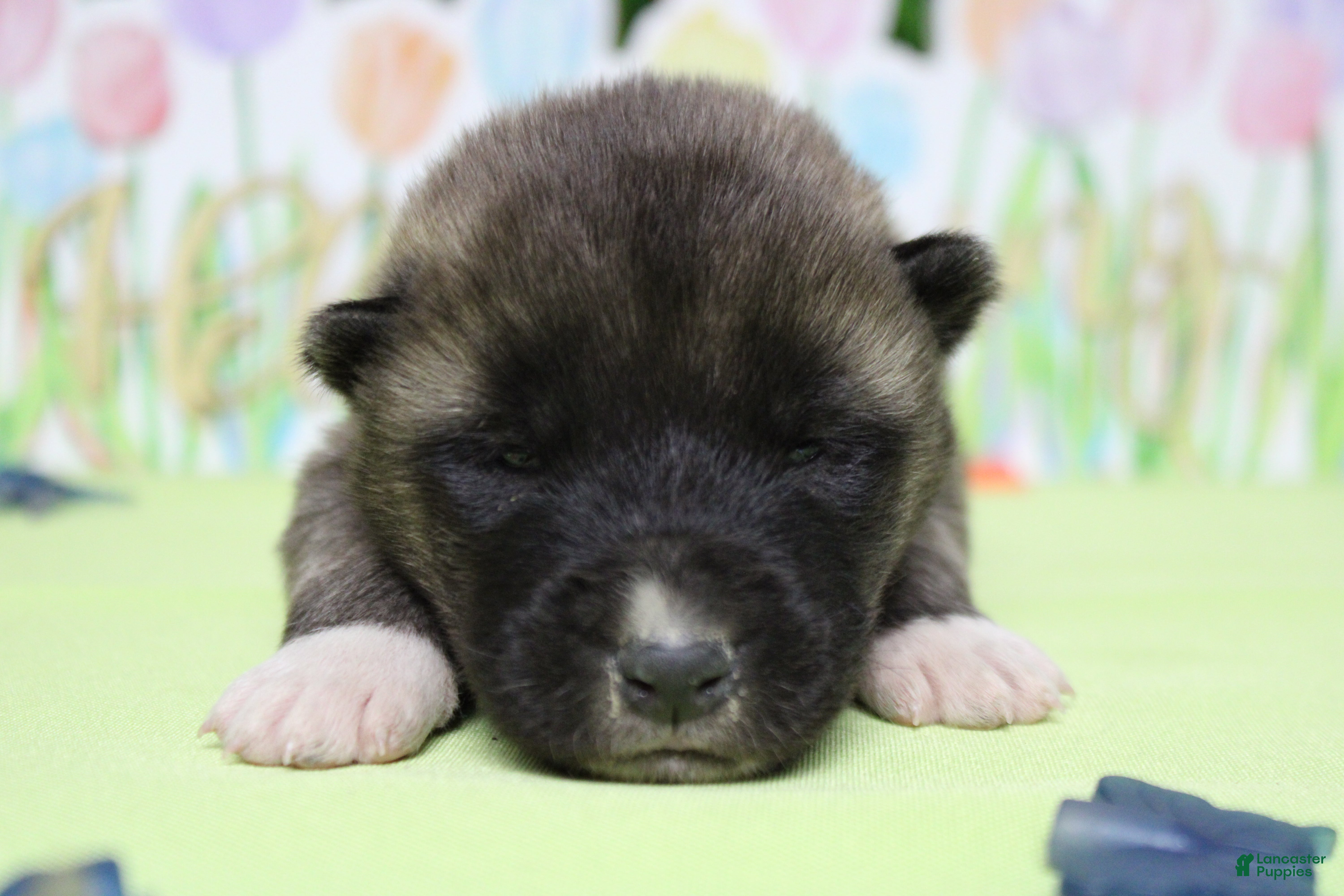 Akita dogs Braeburn - Ad 7