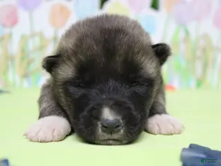 Akita dogs Braeburn - Ad 7